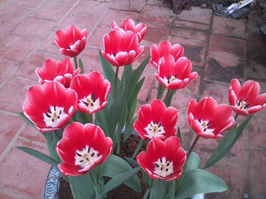 mua củ hoa tulip
